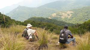 Image result for Helixanthera schizocalyx