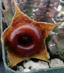 Image result for Huernia zebrina