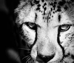 Black And White Cheetah Photography Cheetah Fine Art Black And White Wildlife Photography Etsy Animal Photography Animals Animal Photo
