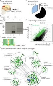 Shop samsung, sony, lg, and more. Regulatory Consequences Of Neuronal Elav Like Protein Binding To Coding And Non Coding Rnas In Human Brain Elife