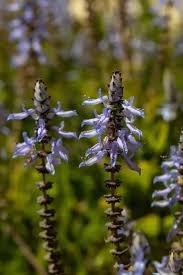 Image result for Coleus neochilus