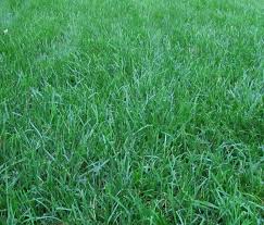 Selective weed killers that target weeds such as crabgrass will not kill tall fescue. Bad Fescue Vs Good Fescue Tips And Tricks For A Greener Thumb