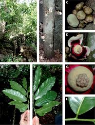 Image result for Polyceratocarpus gossweileri