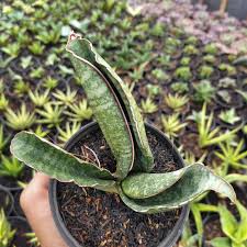 Image result for Sansevieria sinus-simiorum