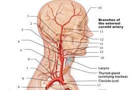 Blood Vessels Arterial Supply To Thorax Limbs Head Neck You Ll Remember Quizlet