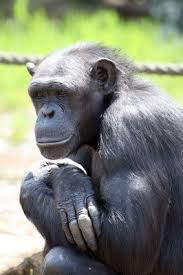 How To Make A 3d Model Of A Chimpanzee Ehow Chimpanzee Chimp Making A Model