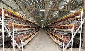 Kandang ayam bangkok sederhana kandang ayam bangkok yang bagus ukuran kandang ayam bangkok aduan gambar 6 أشهر قبل. Kandang Ayam Petelur Modern Besi Desain Dan Gambarnya