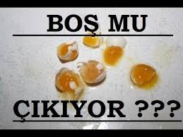 Muhabbet Kusu Yumurtasi Neden Bos Cikar Bos Cikmamasi Icin Cozum Youtube
