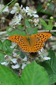 Silver Washed Fritillary Argynnis Paphia Beautiful Butterflies Butterfly Flowers Beautiful Bugs