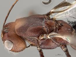 Image result for Anthericopsis sepalosa