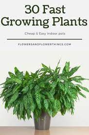 30 Fast Growing Indoor Plants Flowersandflowerthings Fast Growing Plants Indoor Climbing Plants Plant Care