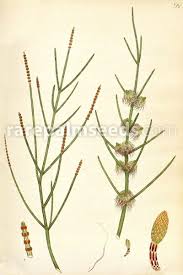 Image result for Casuarina verticillata