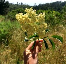 Check spelling or type a new query. Elderflower Power Rooted Food