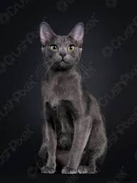 Meine kira ist da auch zu sehen. Junge Korat Katze Auf Schwarzem Hintergrund Foto Vorratig Crushpixel