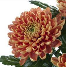 Chrysanthemum Rossano Dark Orange Flower Garden Chrysanthemum Flowers