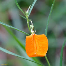 Image result for Afrohybanthus