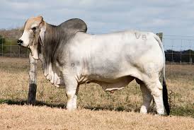 You'll have access to important information about the brahman cows age, milking. What Color Are Brahmans B R Cutrer Inc
