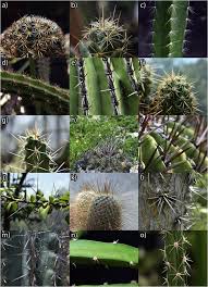 Another was any plant member of the family cactaceae, which i found ariocarpus. Classification Of Lignocellulosic Matrix Of Spines In Cactaceae By Py Gc Ms Combined With Omic Tools And Multivariate Analysis A Chemotaxonomic Approach Sciencedirect