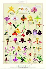 16700 a o s ln. Orchid Chart Types Of Orchids Orchid Flower Beautiful Orchids