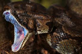 Common garter snakes are native to the nearctic region only. 17 Facts About Snake Fangs And Teeth Do All Snakes Have Teeth Exopetguides