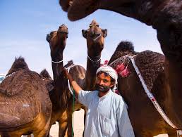 The program of the festival includes first and foremost the famous mazayna, a beauty contest for camels and a celebration of this most beloved animal that. Al Dhafra Festival Abu Dhabi Culture