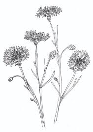 Black And White Plants Drawing Plants Drawing Black And White Flower Korenbloem Cornflower Bluebottle Hurt Sickle Black And White Art Drawing Plant Drawing Black And White Flowers