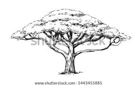 Just about everyone has experience doodling a tree, but all it takes is a little observation and detail to draw a more realistic one. Acacia Tree Drawing At Getdrawings Free Download