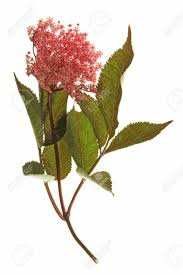 Sie können davon ausgehen, ihn. Rot Bluhende Schwarzer Holunder Sambucus Nigra Mit Blumen Und Blattern Vor Einem Weissen Hintergrund Lizenzfreie Fotos Bilder Und Stock Fotografie Image 17521440