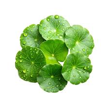 Image result for Centella asiatica