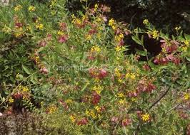 Image result for Heteropterys glabra