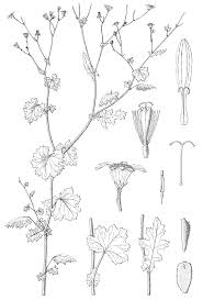 Image result for Emilia jeffreyana