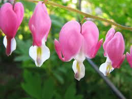 Bleeding Heart Seeds On Sale By Naturemaidtreasures On Etsy Bleeding Heart Bleeding Heart Seed Perennials