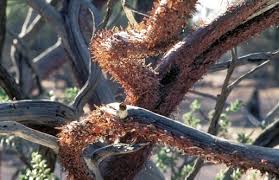 Image result for Acacia goetzei