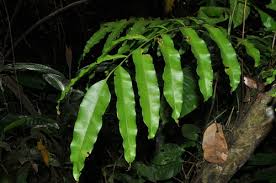 Image result for Lomariopsidaceae