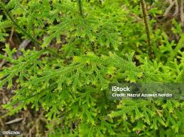 Image result for Lycopodiella cernua