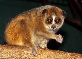 Pygmy Slow Loris Wikipedia
