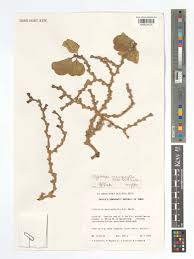 Image result for Cryptolepis obtusa