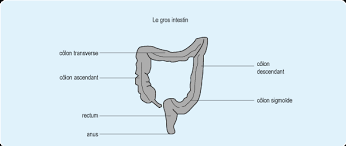 Ces données issues de l'analyse d'un très large. Comprendre Le Cancer Colorectal Ameli Fr Assure