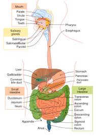 The large intestine takes water and minerals out of the leftover. Intestine Facts For Kids