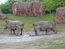 Keep in mind that some animals may not be present in their exhibits during the winter months … A Rainy Day At Toronto Zoo Brown Bear Travels