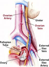Recognition Of The Ovaries And Ovarian Origin Of Pelvic Masses With Ct Radiographics