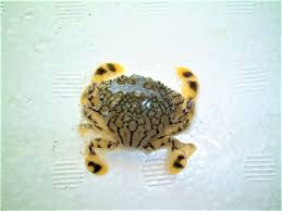 潮干狩りで採れるカニの種類 アーカイブ - 津御殿場の潮干狩り図鑑