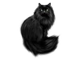 Black Cat Png Transparent Image Freepngimage Com Black Cat Cats Png