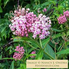 Image result for Asclepias