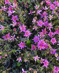 Image result for Grewia microthyrsa