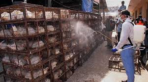 Unlike in h7n9, there is no evidence that. Mangalore Today Latest Headlines Of Mangalore Udupi Page Bird Flu Confirmed In Maharashtra 800 Chickens Dead At Parbhani