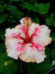 Hibiscus Saved By Sriram Hibiscus Plant Tropical Flower Plants Hibiscus