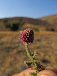 Image result for Sphaeranthus gomphrenoides