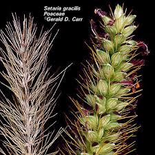 Image result for Setaria parviflora