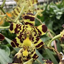 Image result for Ansellia africana